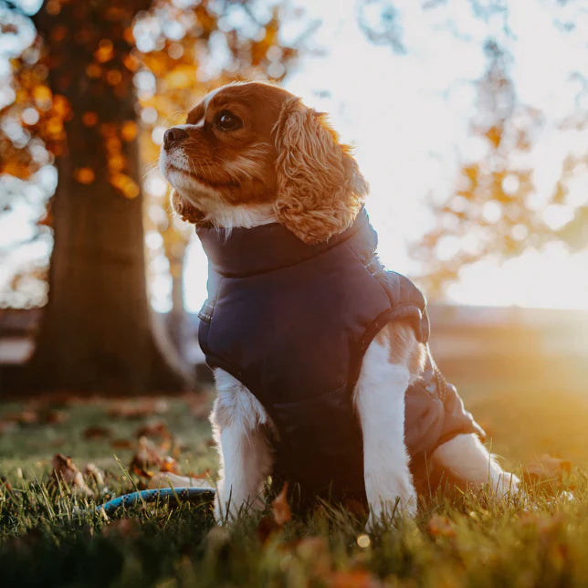 3-in-1 wasserdichte und winddichte Winter-Hundejacke