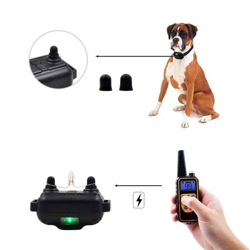 Erziehungshalsband für Jagdhunde
