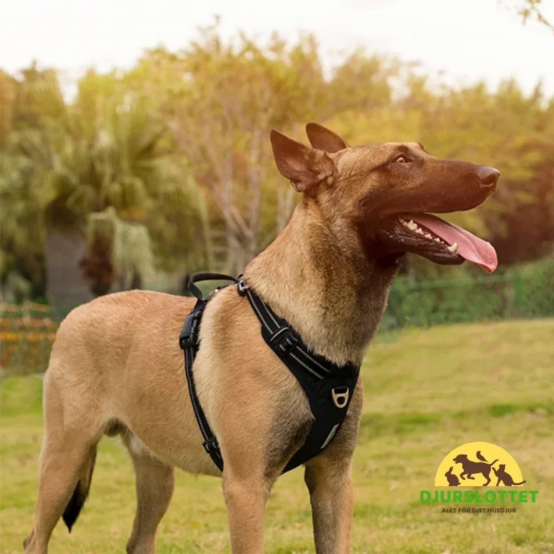 Verstellbares reflektierendes Hundegeschirr – sicher und bequem