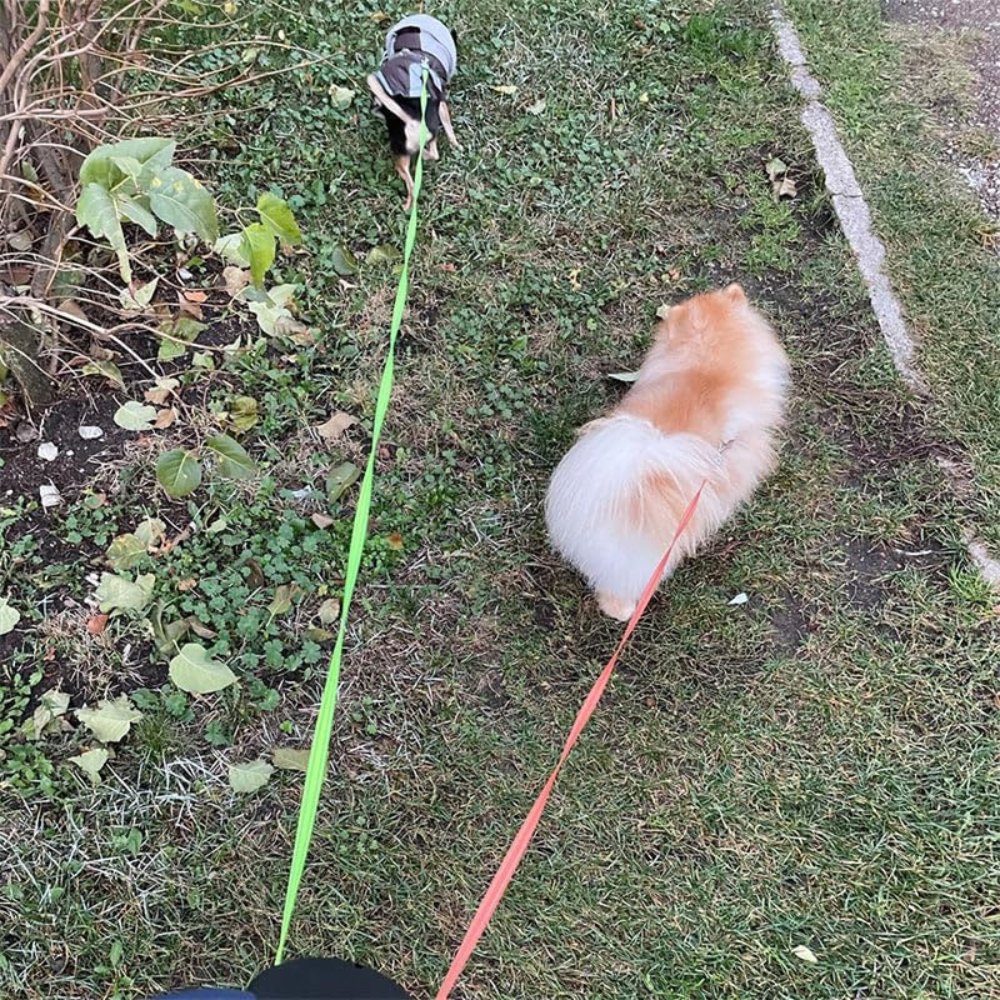 Doppelleine zum gleichzeitigen Gassigehen mit zwei Hunden