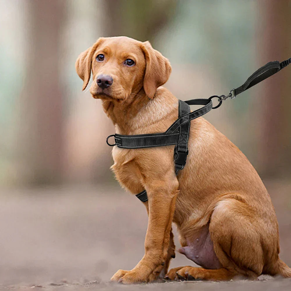 Reflektierendes, zugfreies Hundegeschirr