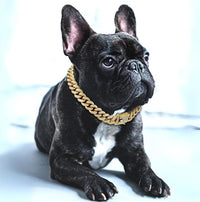 Goldenes Kettenhalsband für Hunde