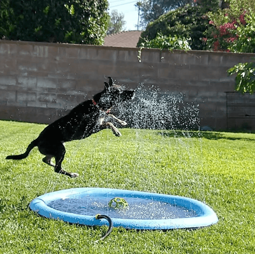 Kühlende Wasserspielmatte für Hunde – Zur Abkühlung und zum Spielen in der Sommerhitze