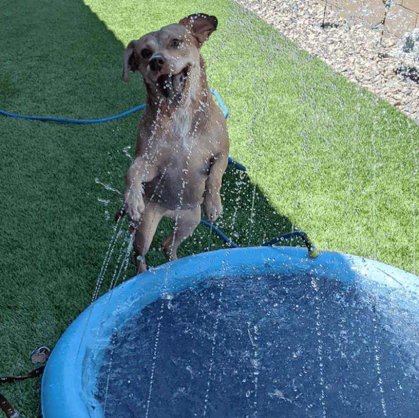 Kühlende Wasserspielmatte für Hunde – Zur Abkühlung und zum Spielen in der Sommerhitze