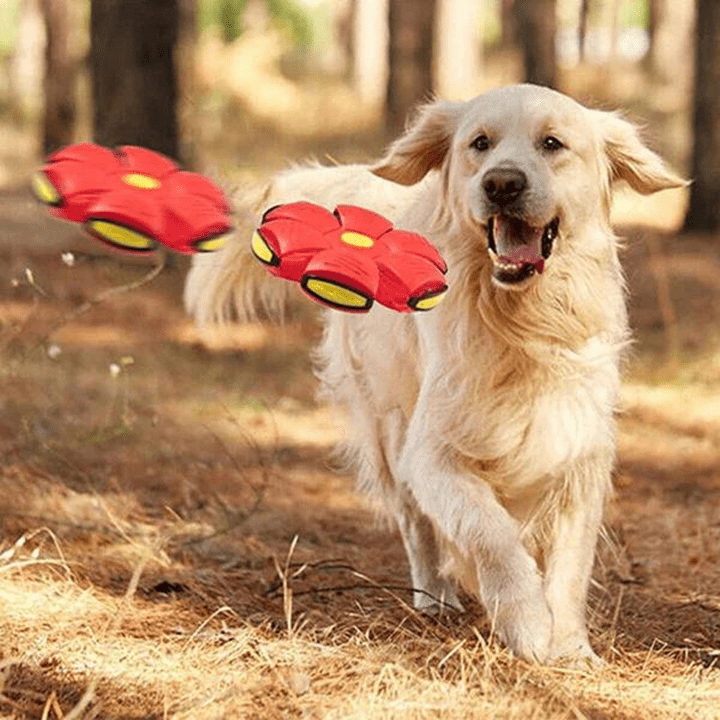 Interaktives fliegendes Hundespielzeug