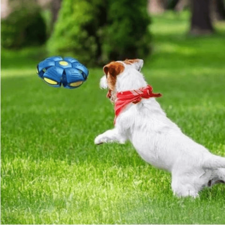 Interaktives fliegendes Hundespielzeug