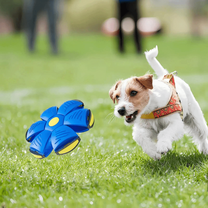 Interaktives fliegendes Hundespielzeug