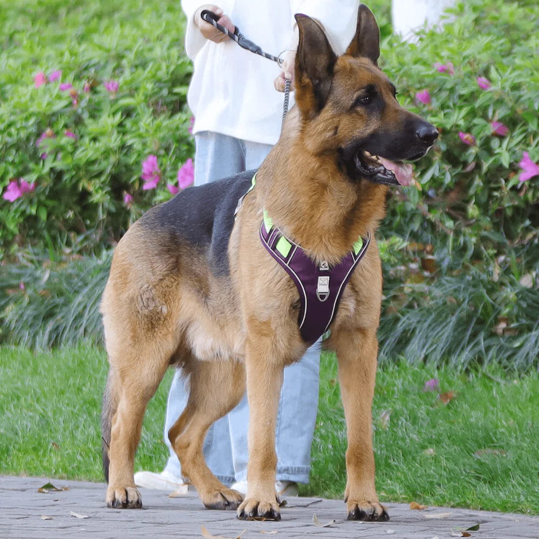 Hochwertiges Anti-Zug-Hundegeschirr
