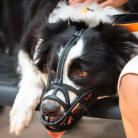 Hundemaulkorb