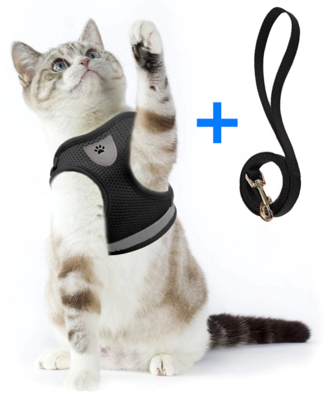 Katzengeschirr mit Leine