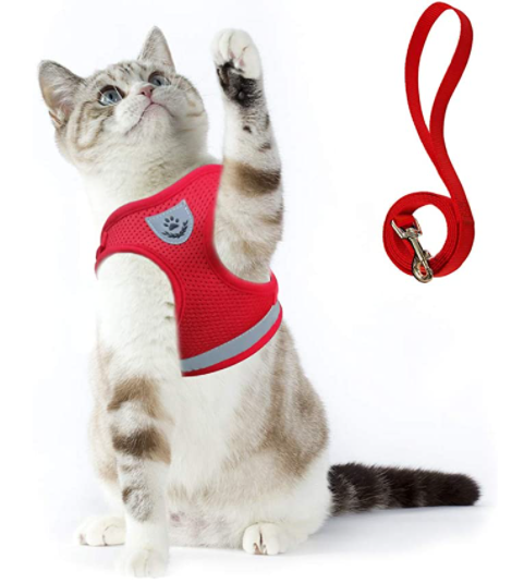 Katzengeschirr mit Leine
