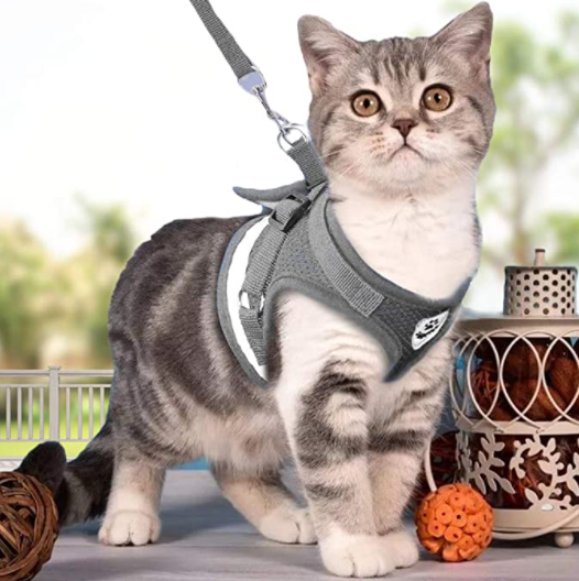 Katzengeschirr mit Leine