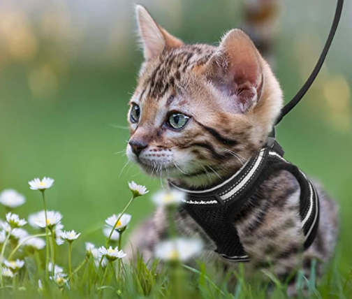 Katzengeschirr mit Leine