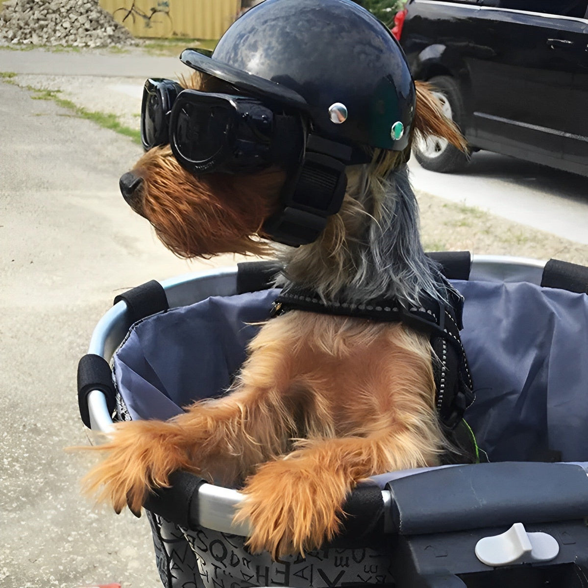 Motorradhelm und Schutzbrille für Hunde | Modisch und sicher