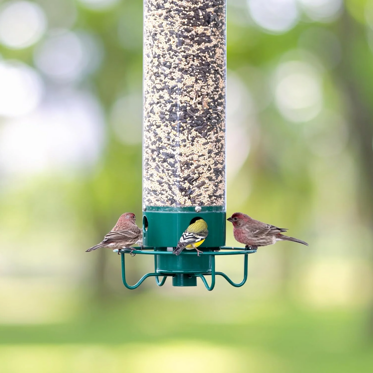 Strapazierfähiges, eichhörnchensicheres Vogelhaus - Metallausführung