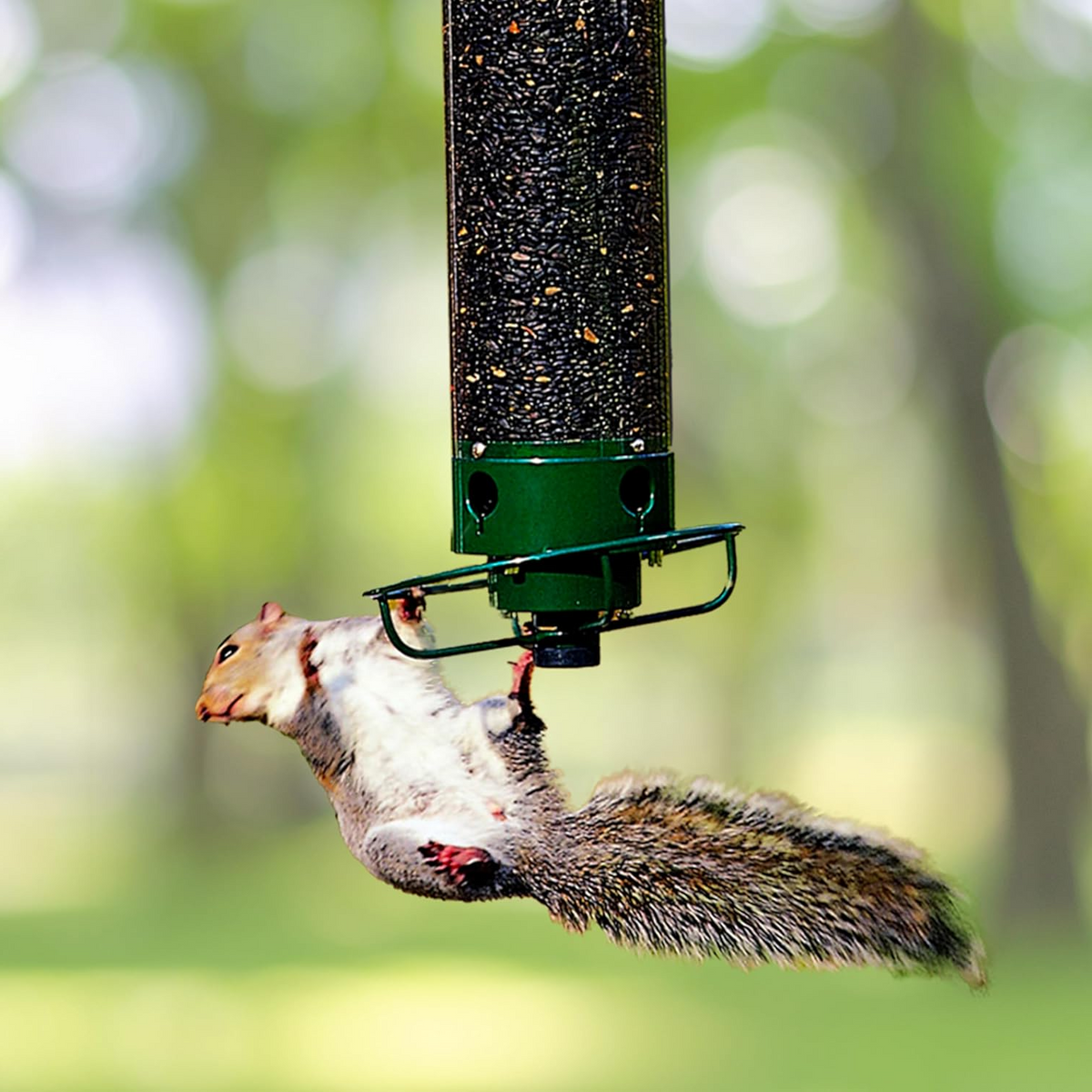 Strapazierfähiges, eichhörnchensicheres Vogelhaus - Metallausführung